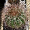 Gymnocalycium_rhodantherum